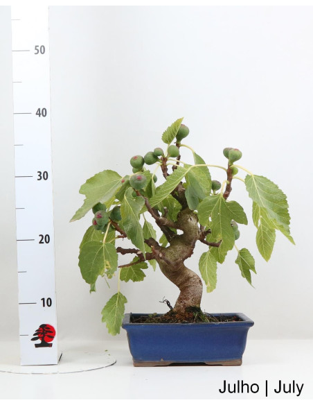 Figueira Bonsai de 20 anos