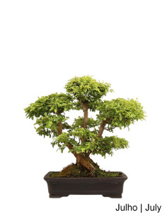 Bonsai di Ligustro di 28 anni