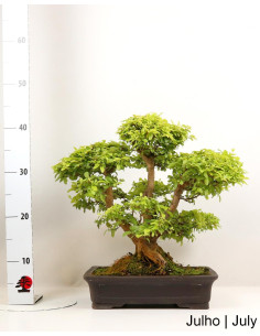 Bonsai di Ligustro di 28 anni 2