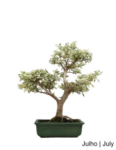 26 Jahre alter Ligustrum Variegata Bonsai