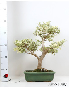 26 Jahre alter Ligustrum Variegata Bonsai 2