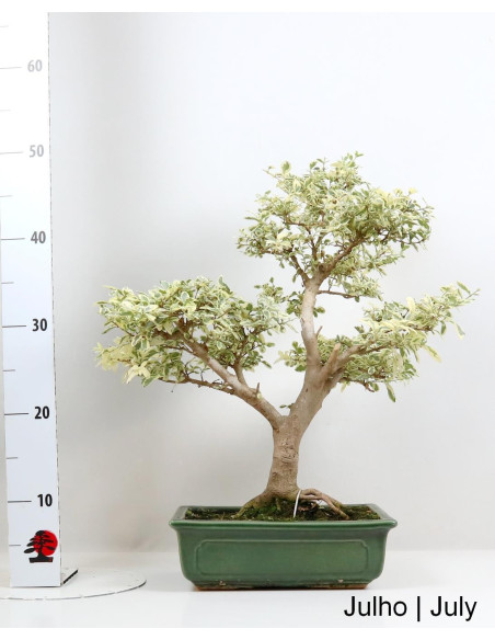 26 Jahre alter Ligustrum Variegata Bonsai
