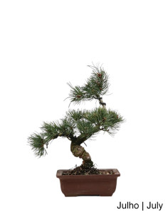 Pinus Pentaphyla Bonsai di 19 anni