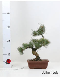 19-year-old Pinus Pentaphyla Bonsai 2