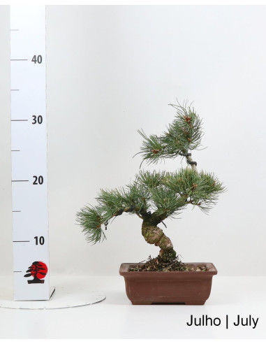Pinus Pentaphyla Bonsai de 19 años