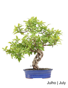 Romazeira Nejikan Bonsai, 36 Jahre alt
