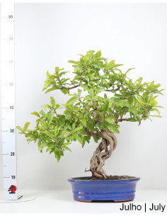 Romazeira Nejikan Bonsai di 36 anni 2