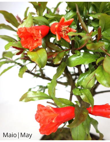 Romazeira Nejikan Bonsai im Alter von 36 Jahren