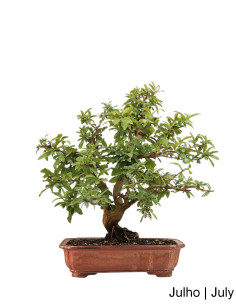 35 Jahre alter Romazeira Nejikan Bonsai