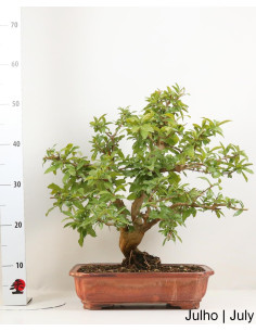 35 Jahre alter Romazeira Nejikan Bonsai 2