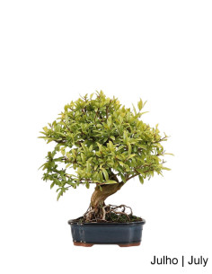 Romazeira Nejikan Bonsai de 30 ans