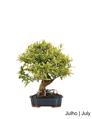 Romazeira Nejikan Bonsai de 30 ans
