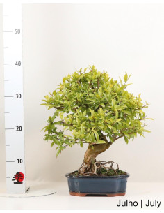 Romazeira Nejikan Bonsai di 30 anni 2