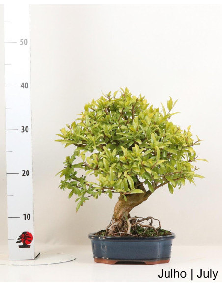 Romazeira Nejikan Bonsai de 30 ans