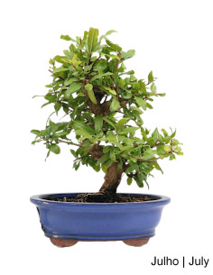 Romazeira Nejikan Bonsai di 21 anni
