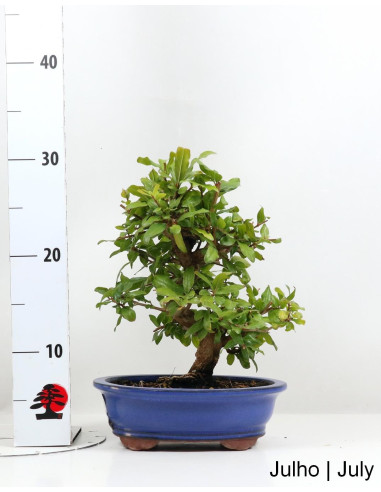 Romazeira Nejikan Bonsai de 21 ans
