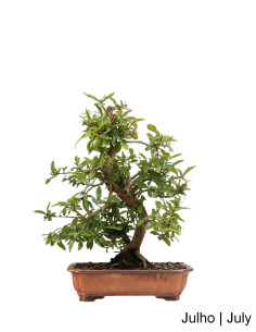 Romazeira Nejikan Bonsai de 35 ans