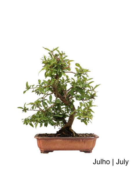 Romazeira Nejikan Bonsai de 35 anos