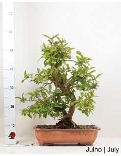 Romazeira Nejikan Bonsai de 35 ans 2
