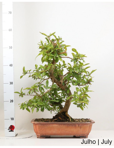 Romazeira Nejikan Bonsai de 35 anos