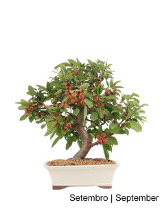 Bonsaï de Pommier "Everest" de 23 Ans