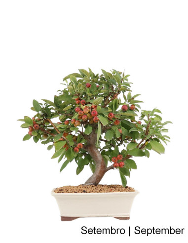 Manzano "Everest" Bonsai de 23 Años