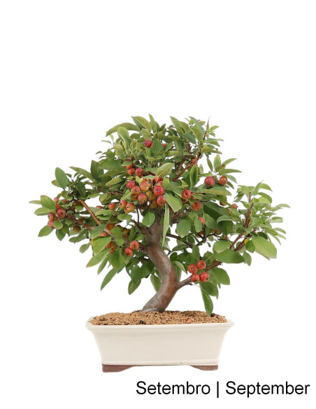 Manzano "Everest" Bonsai de 23 Años