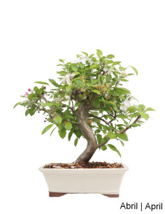 Bonsaï de Pommier "Everest" de 23 Ans 2