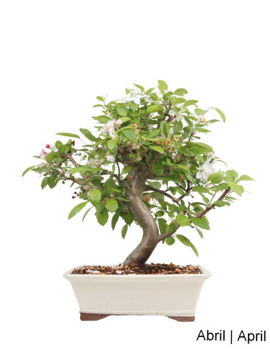 Manzano "Everest" Bonsai de 23 Años
