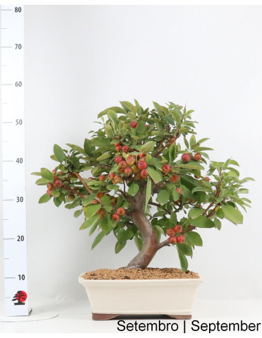Manzano "Everest" Bonsai de 23 Años