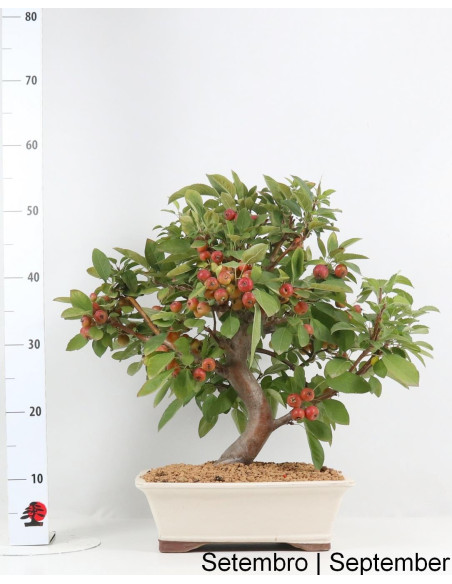 Bonsa de Pommier "Everest" de 23 Ans