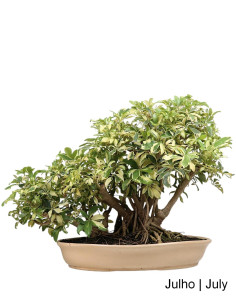 Schefflera Arboricola Bonsai di 37 anni