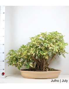 Bonsaï Schefflera Arboricola de 37 ans 2