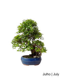 Sageretia Bonsai di 7 anni