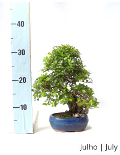 Sageretia Bonsai di 7 anni 2