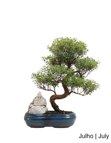 Syzygium Bonsai di 12 anni