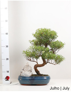 Syzygium Bonsai 12 years old 2