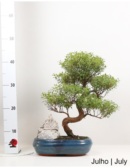 Syzygium Bonsai 12 years old