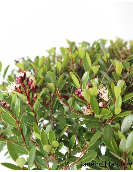 Syzygium Bonsai de 12 anos