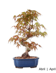 Acer Palmatum Yamamomiji Bonsai di 28 anni