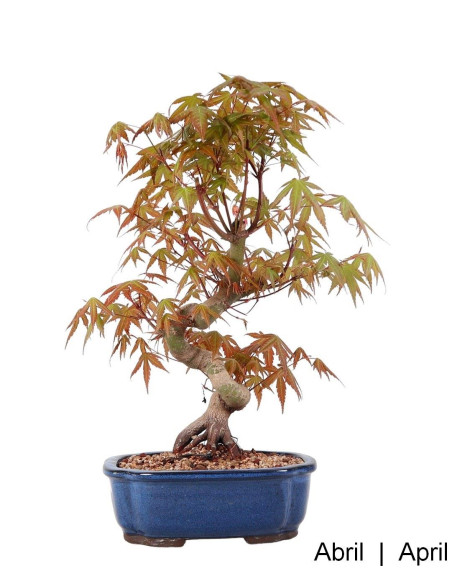 Acer Palmatum Yamamomiji Bonsai de 28 años