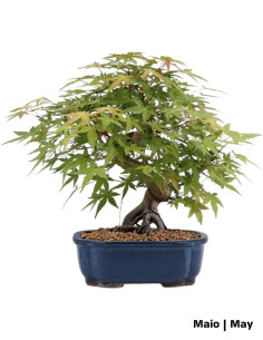 Acer Palmatum Yamamomiji Bonsai di 28 anni 2