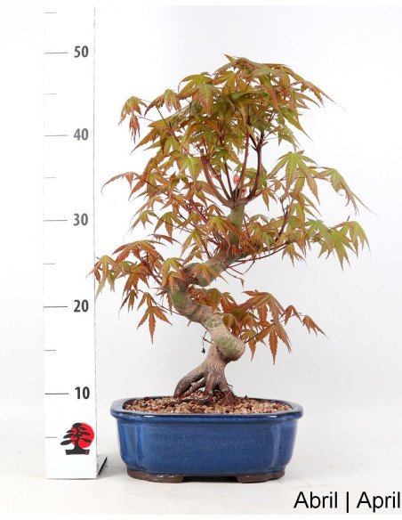 Acer Palmatum Yamamomiji Bonsai de 28 años