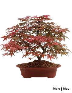Acer Palmatum Deshojo Bonsai von 28 Jahren