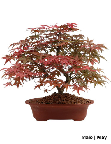 Acer Palmatum Deshojo Bonsai 28 years old