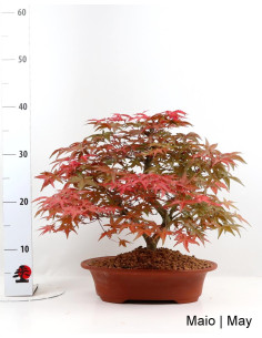 Bonsaï Acer Palmatum Deshojo de 28 ans 2