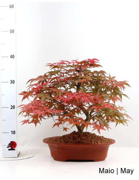 Acer Palmatum Deshojo Bonsai de 28 anos