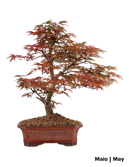 Acer Palmatum Deshojo Bonsai de 29 anos
