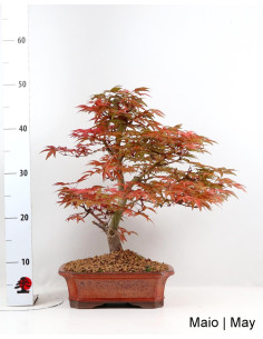 Acer Palmatum Deshojo Bonsai de 29 anos 2