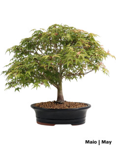 28 Jahre alter Acer Palmatum Kiohime Bonsai